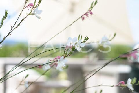 Kleiner Garten mit Living Pool und Aussenküche