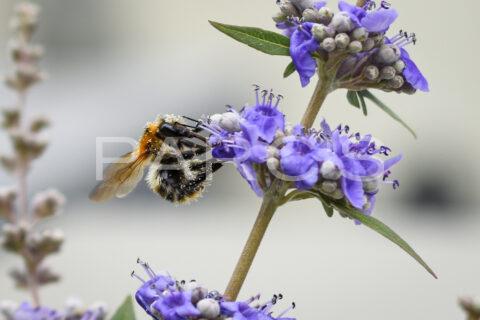 Kleiner Garten mit Living Pool und Aussenküche