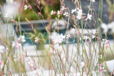 Kleiner Garten mit Living Pool und Aussenküche